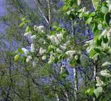 Cvjetanje stabala trešnje - nevjerojatan prizor