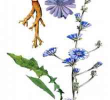 Cvijeće iz cikorije u narodnoj medicini. Koje su prednosti cvjetova cikorije i kako ih koristiti?