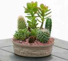 Kaktus cvijeće, njegu i reprodukciju unutarnjih biljaka