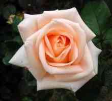 Cvijet za ljubitelje i romantike - ruža Osiane