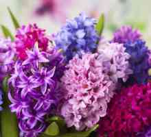 Cvjetni zumbul: fotografija, sadnja i njegu kod kuće
