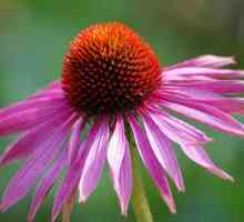 Echinacea cvijet: uzgoj, ljekovita svojstva i značajke