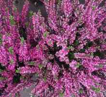 Cvjetni heather kod kuće: kultiviranje, skrb, reprodukcija i ljekovita svojstva