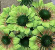 Cvijet zelene boje kao vrtni ornament. Imena boja zelene boje i fotografije