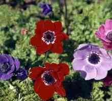 Cvijeće anemones `de kaen`: sadnja i njegu