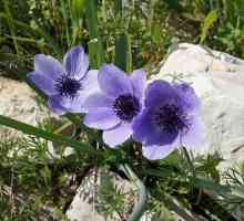 Anemone cvijeće: sadnju i vanjsku njegu