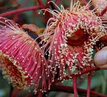 Eukaliptus cvijeće: nevjerojatna kreacija prirode