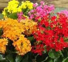 Cvijeće Kalanchoe: kućna njega, fotografija