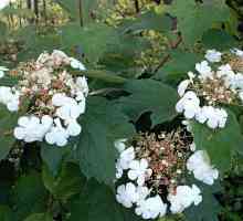 Kalina cvijeće: korisna svojstva i kontraindikacije