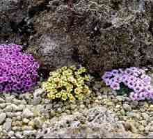 Cvjetovi saxifrage: opis, sadnja, briga, vrste i osobitosti uzgoja
