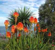 Cvijeće knifofiya: sadnja i briga na otvorenom terenu, uzgoj i reprodukcija