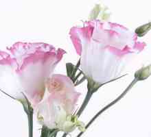 Cvijeće lisianthus: reprodukcija, sadnja, uzgoj i njegu