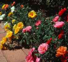Cvijeće od Portoblaca: opis, ocjene, sadnja i njegu