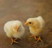 Pilići i brojleri: kako se hraniti? Što ako kokoši piju ili sjesti?