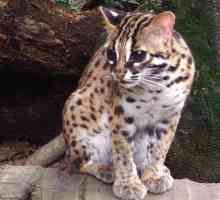 Far Eastern Cat (leopardska mačka): opis, stanište, hrana