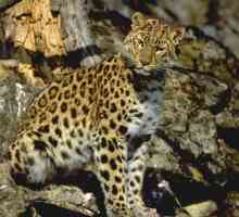Far Eastern leopard je velika mačka koja je na rubu izumiranja