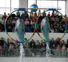 Dolphinarium u Naberezhnye Chelny - more zadovoljstvo i pozitivno