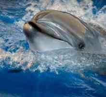 Dolphinarium of Vladivostok: opis, način rada