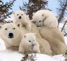 Dan polarnog medvjeda - kakav je to praznik i kako se to slavi?
