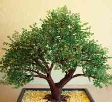 Novčana stabla zrna je amulet i simbol financijskog blagostanja u vašem domu!