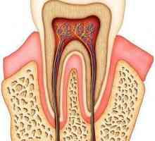 Kosti dentina - kosti zuba