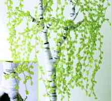 Деревья из бисера: схемы плетения. Сакура, денежное дерево, береза, бонсай из бисера