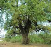 Drvo crna (ebanovina): svojstva, primjena
