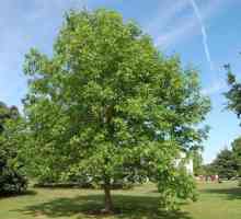 Drvo ashen pennsylvania: opis, uzgoj, fotografija