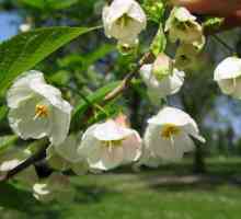 Lily-of-the-dolina stablo: opis, sadnja, uzgoj, recenzije