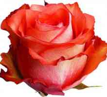 Odvažna ruža od iguane kao simbol ljubavi i strasti