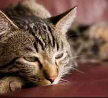Dijagnoza "šećerne bolesti" u mačiću: simptomi i tretman nego hranjenja