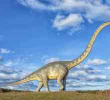 Dinosauri s dugim vratom: sorte, opis, stanište