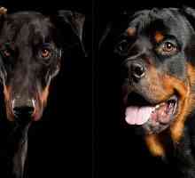 Doberman ili Rottweiler? Usporedba i savjeti neodlučanima