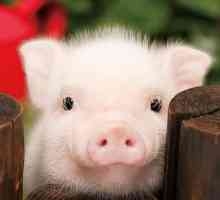 Domaća dekorativna svinja: opis, fotografija