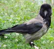 Domaća vrana: uvjeti pritvora, hrana
