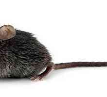 Kućni miševi: opis i fotografija. Je li kućni miš ugriz? Kako se riješiti kućnih miševa