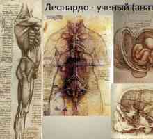 Doprinos razvoju anatomije Leonardo da Vincija. Anatomija u skicama Leonardo da Vinci.