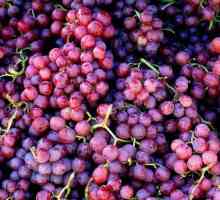 Drobilice za grožđe: sorte i tehničke karakteristike