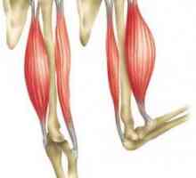 Biceps mišića: funkcije, struktura. Koji su proizvoljni pokreti mišića bicepsa regulirani?