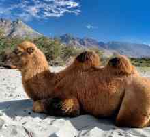 Двугорбый верблюд: название, интересные факты, фото