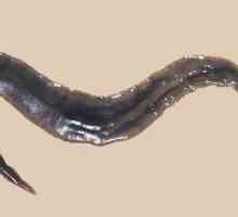 Disanje ravnih crva. Kako se provodi disanje flatwormova?