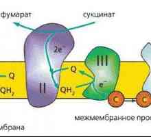 Lanac dišnog sustava: funkcionalni enzimi