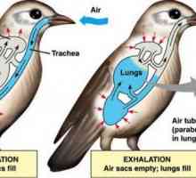 Plućni dišni sustav: funkcije, struktura
