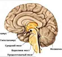 Dišni centar nalazi se u donjem dijelu ljudskog mozga