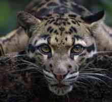 Dimljeni leopard: fotografija životinje, opis, zanimljive činjenice