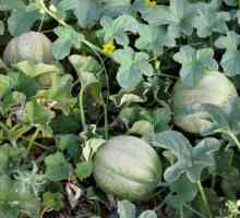 Melon Etiopija: Značajke uzgoja i njege