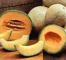 Melon cantaloupe: uzgoj, opis, fotografija