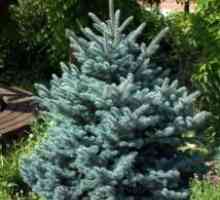 Spruce blijedo plava: pristupačne exotics na dvorištu
