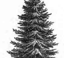 Smreka (Picea abies) - naše stablo