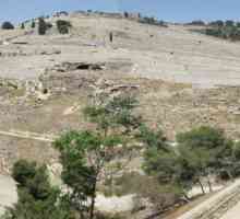 Maslina maslina u Jeruzalemu: glavni svetišta i znamenitosti